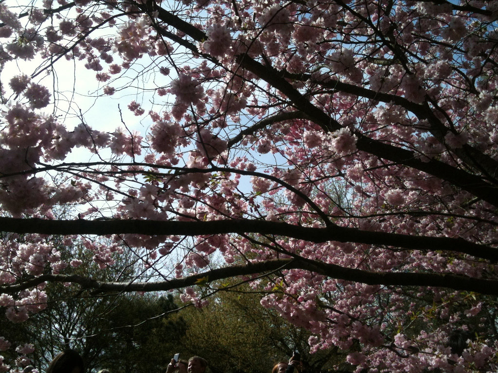 Blossoming tree, closer view of branches